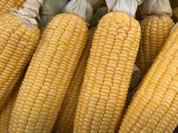 The closed up shot of beautiful fresh gold corns in daylight at the local market