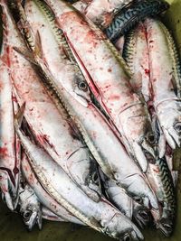 High angle view of fish for sale in market