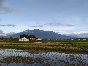 Scenic view of agricultural field against sky