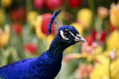 Close-up of a peacock