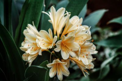 Close-up of white flowers blooming outdoors