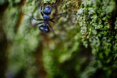 Close-up of spider