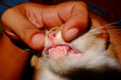 Close-up of hand holding cat