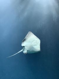 White jellyfish swimming in sea