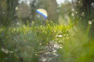 Close-up of raindrops on grass