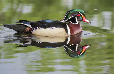 Bird in lake