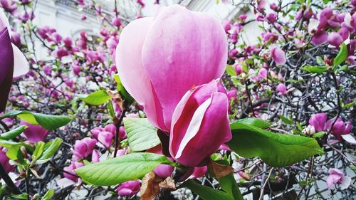 Close-up of pink flowering plant