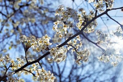 Low angle view of cherry blossoms