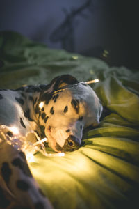 Dalmatian wrapped in string lights resting on bed at home