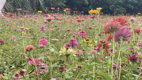 Close-up of pink flowering plants on field