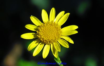 Close-up of yellow flowering plant