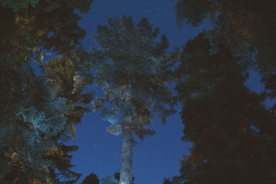 Low angle view of trees against sky at night