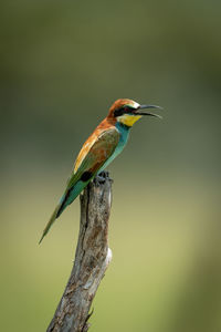 European bee-eater on tree stump opens beak