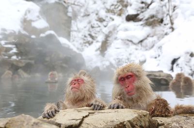 Snow monkey