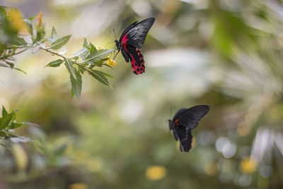 Butterfly pollinating flower