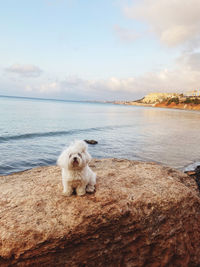 View of a dog on beach