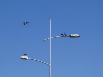 Low angle view of birds flying against clear blue sky