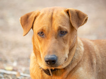 Close-up portrait of dog