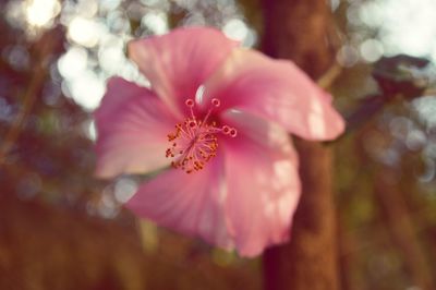 Close-up of fresh hibiscus blooming in park