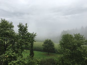 Trees on landscape against sky