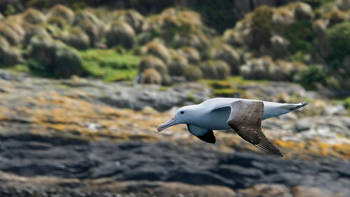 Albatross flying low over coastal rocks