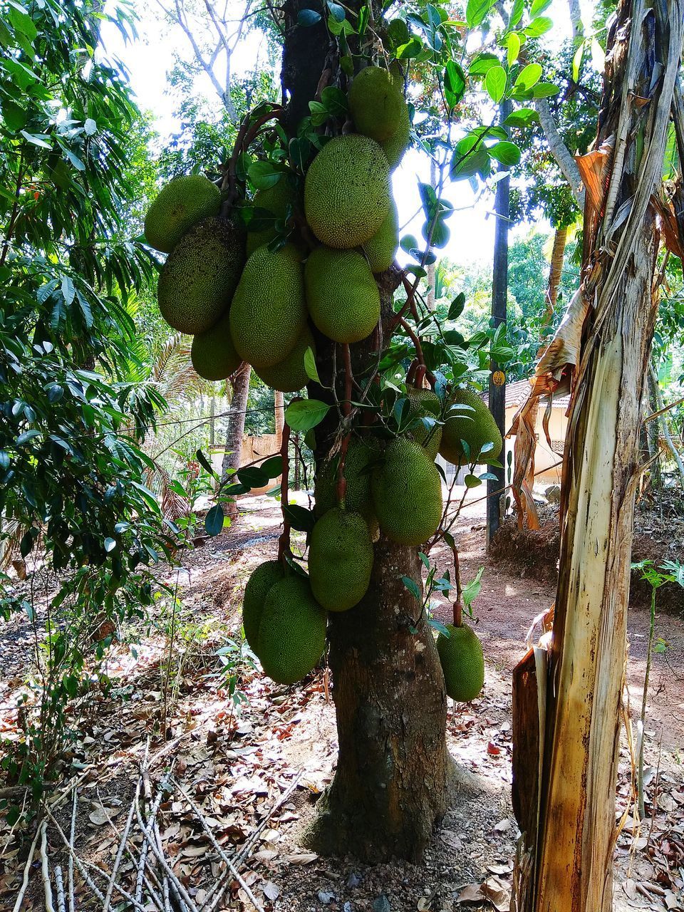 CLOSE-UP OF FRUITS ON TREE