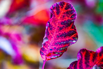 Autumn leaf close up 