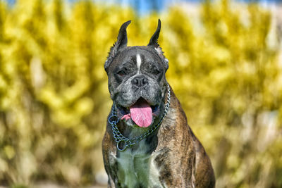 Close-up portrait of a dog