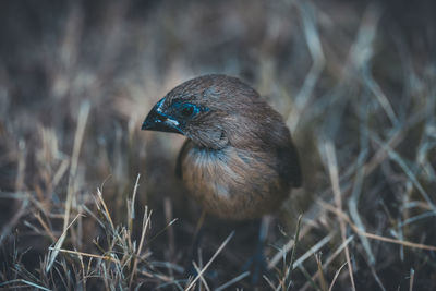 Close-up of bird perching on grass