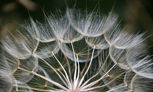 Close-up of dandelion on plant