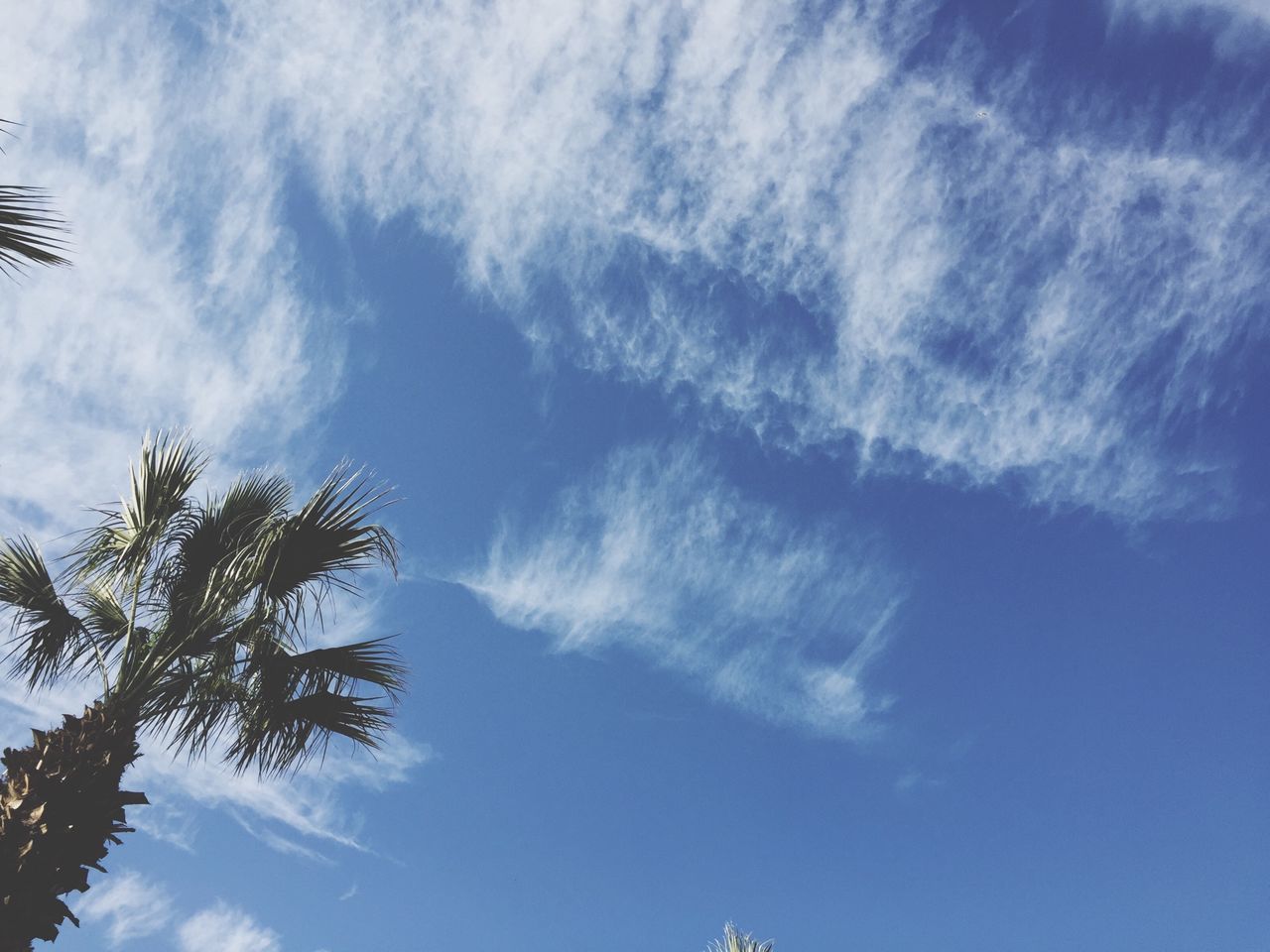 low angle view, sky, tree, cloud - sky, blue, tranquility, cloud, nature, beauty in nature, cloudy, growth, palm tree, day, scenics, outdoors, tranquil scene, high section, branch, no people, idyllic