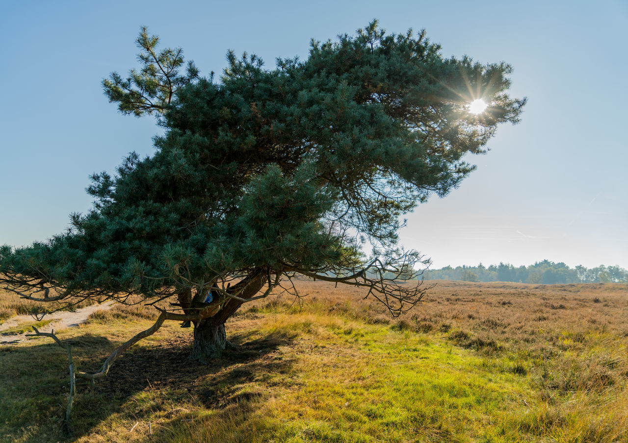 SCENIC VIEW OF TREE ON FIELD AGAINST SKY