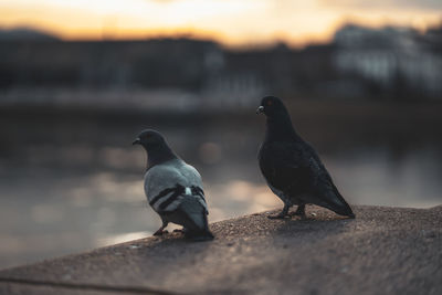 Birds perching on retaining wall