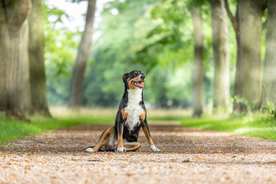 Dog in a forest