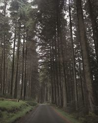 Road amidst trees in forest