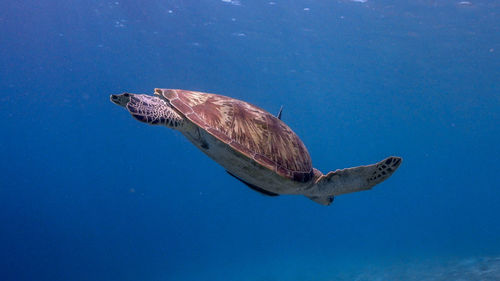 Swimming green sea turtle at pagkilatan