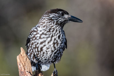 Close-up of bird perching on wood