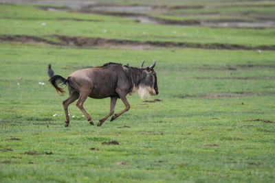 Horse walking on field