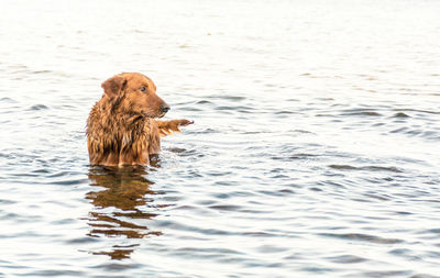 Dog swimming in sea