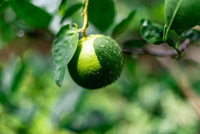 Close-up of fruit growing on tree