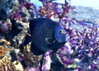 Close-up of fish swimming in sea