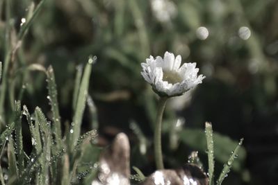 Close-up of snow covered plants on field