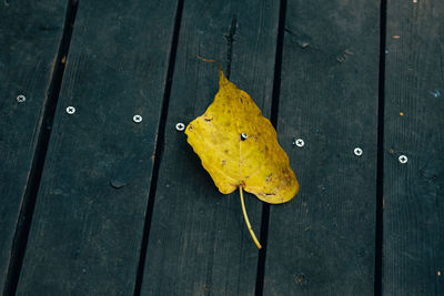 High angle view of yellow leaf on wooden