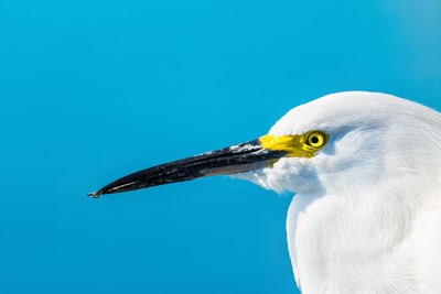 Close-up of seagull against blue sky