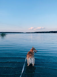 Dog on a lake