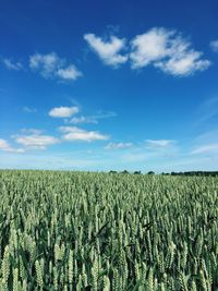 Crops growing on field against blue sky