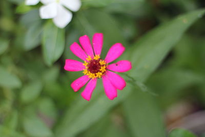 Close-up of pink flower