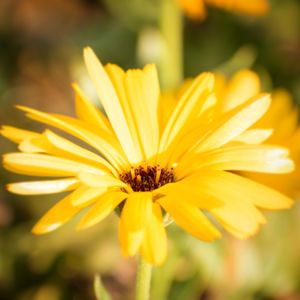 Close-up of yellow flower