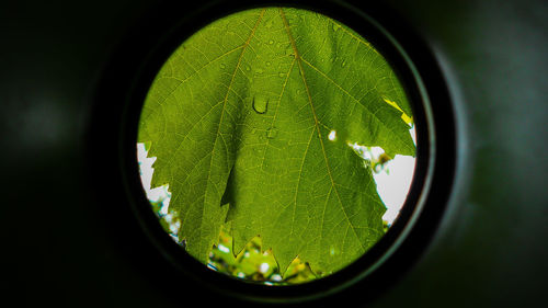 Close up of green leaf