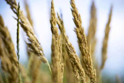 Close-up of wheat plants against the sky